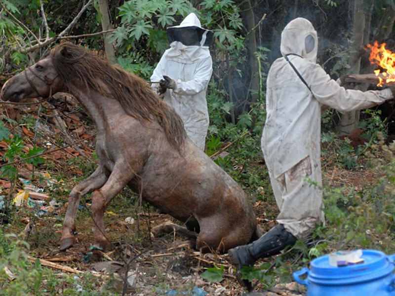 Ataque de 50 mil abelhas deixa animais feridos, mata cavalo e causa pânico  em bairro da Serra