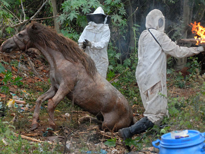 Ataque de abelhas mata dois cavalos em Guarapari - Portal 27