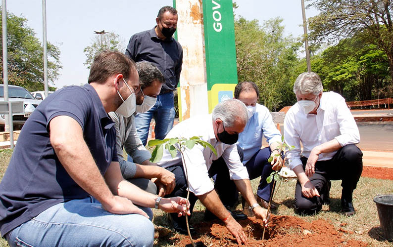 No Dia da Ãrvore, governador planta ipÃª e defende reflorestamento em MS: vÃ­deo