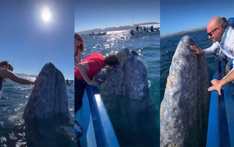 VÃ­deo mostra turistas beijando e acariciando baleia e faz sucesso nas redes sociais