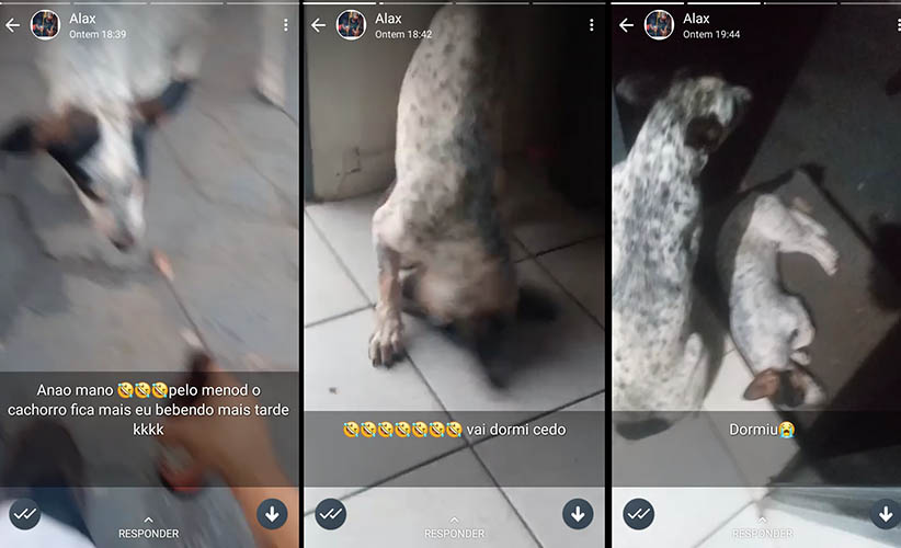 Jovem embriaga cachorro, posta imagens nas redes sociais e acaba preso e multado em MS