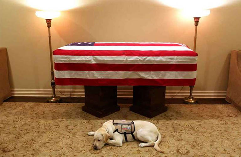 MissÃ£o cumprida: cachorro que ajudava Bush, acompanhou ex-presidente atÃ© o fim
