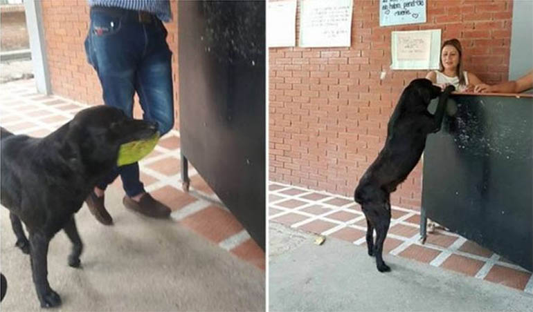 Cachorro aprende a comprar lanche em cantina de escola observando alunos
