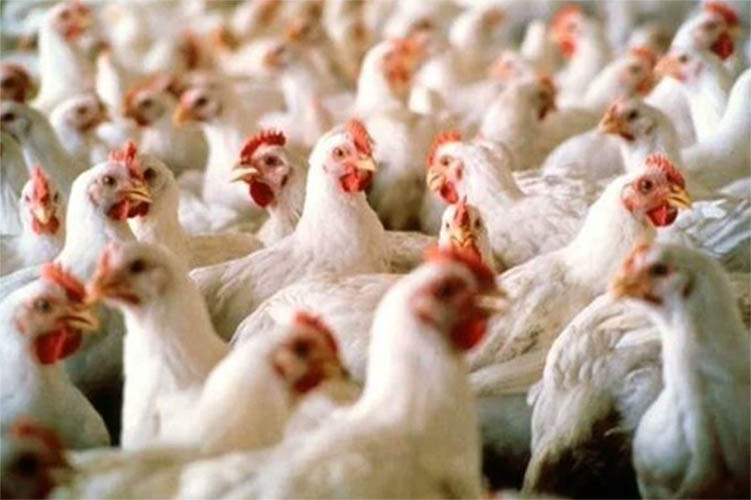 China suspende importaÃ§Ã£o de frango de frigorÃ­ficos de Mato Grosso do Sul e GoiÃ¡s