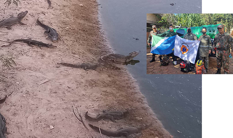 PMA e Gretap se unem em operaÃ§Ã£o para salvar jacarÃ©s da fome devido Ã  seca no Pantanal