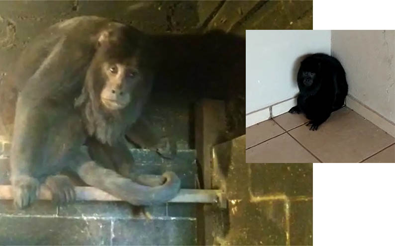 Macaco bugio Ã© encontrado dentro de churrasqueira em Campo Grande
