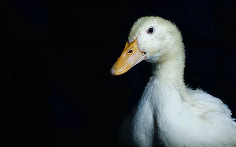 Brasil confirma primeiro caso de influenza aviÃ¡ria em aves domÃ©sticas