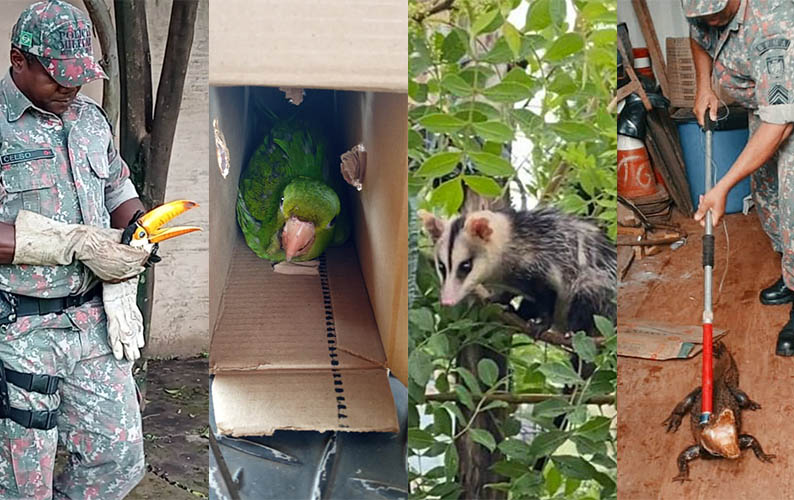 Em sete horas, PMA resgata oito animais silvestres na Ã¡rea urbana de Campo Grande