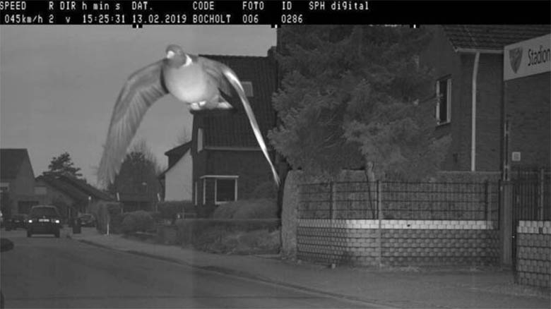 Radar fotografa pombo ultrapassando limite de velocidade em rua da Alemanha
