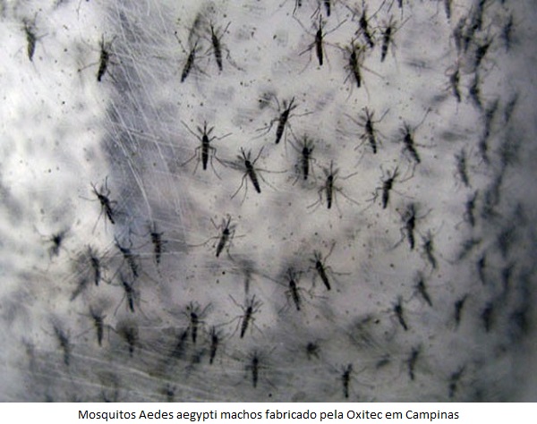 FÃ¡brica de mosquitos transgÃªnicos contra dengue Ã© inaugurada no interior paulista