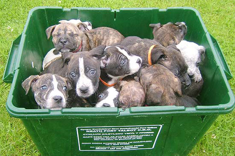 Doze filhotes no lixo