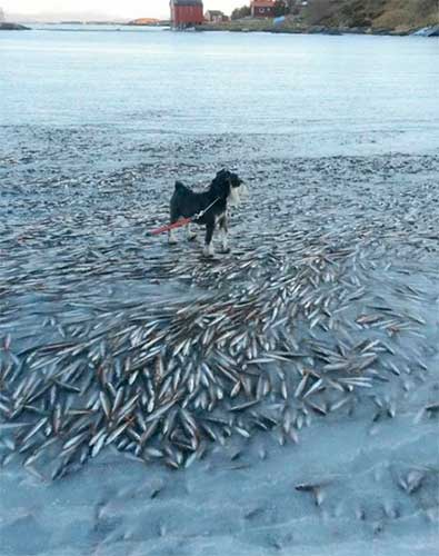 Cachorro anda sobre cardume de peixes no mar