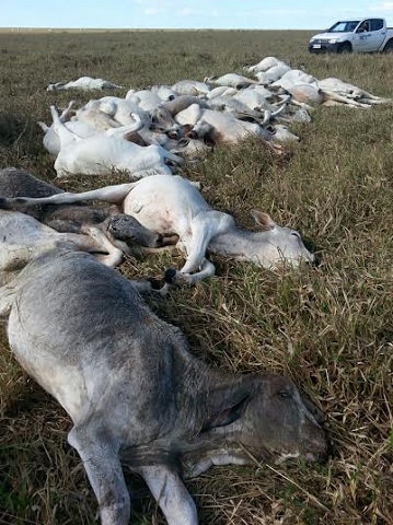 Frio mata gado em Coxim