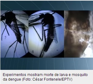 Universidade paulista descobre substÃ¢ncia que mata e afasta mosquito da dengue