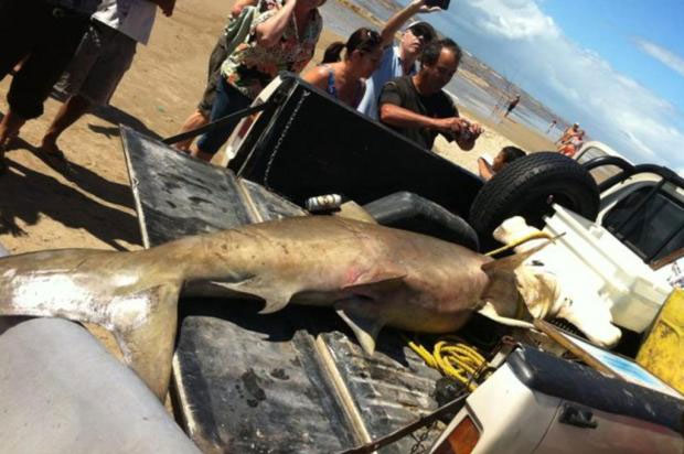 Pescador pega tubarÃ£o de quase 300 kg