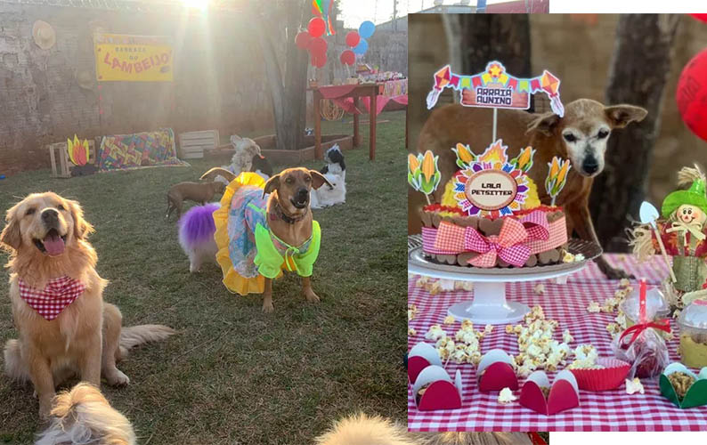 AtÃ© cachorros tÃªm festa junina com comidas tÃ­picas em Campo Grande: 'AurraiÃ¡'