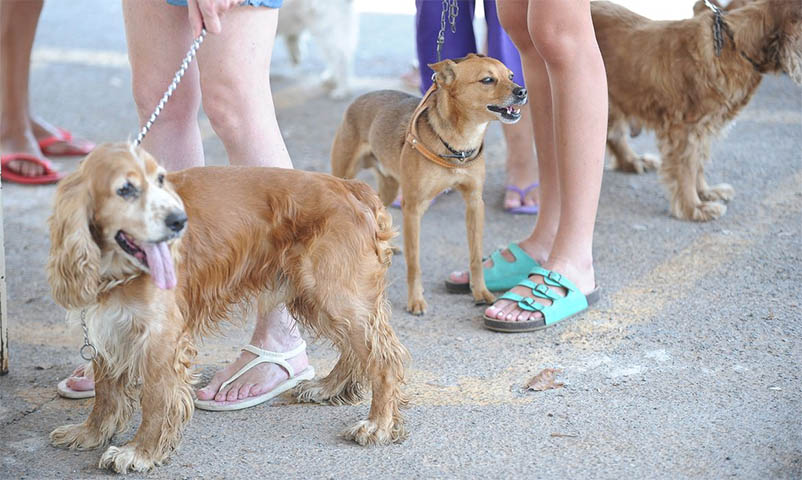 Senacon determina recolhimento de petiscos caninos Balance Bifinhos, da BRF Pet