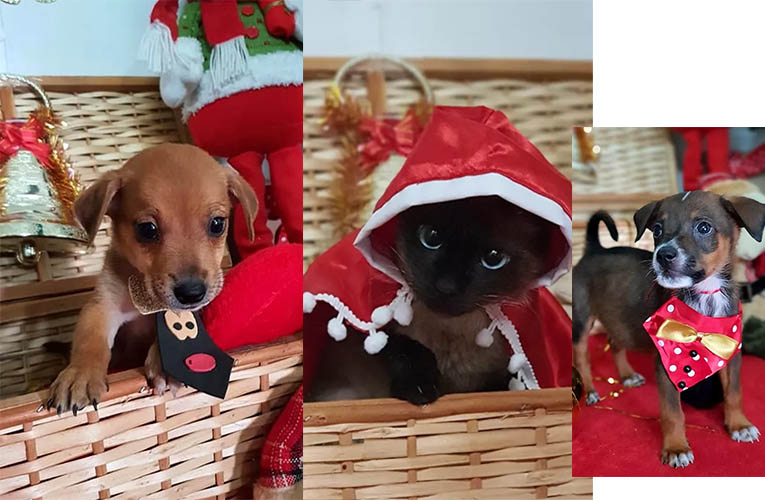 Inspirado no perÃ­odo natalino, CCZ reforÃ§a campanha de adoÃ§Ã£o de cÃ£es e gatos