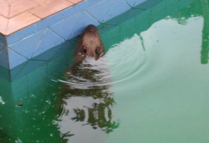 Para se aliviar do calor, capivara invade piscina de clÃ­nica em Campo Grande