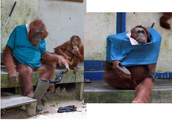 Orangotango rouba roupa de vigia em parque