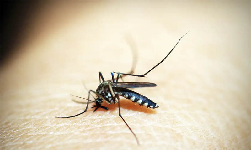 Entenda por que hemorragia nÃ£o Ã© o principal sintoma da dengue grave