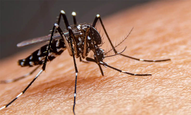 MS confirma 27Âª morte por dengue neste ano