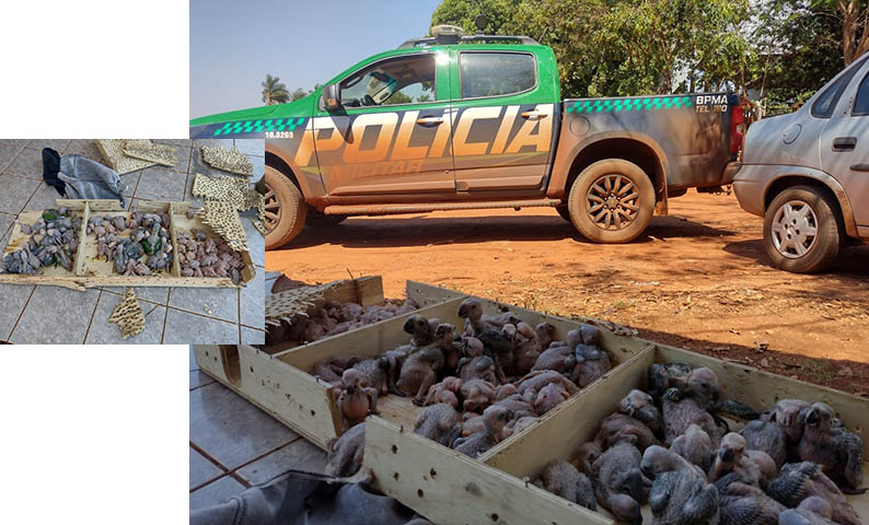 PMA flagra casal traficando 79 filhotes de papagaio que eram levados de MS para SP