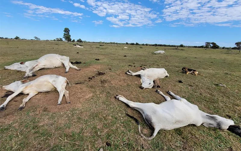 Frio mata mais de mil cabeÃ§as de gado em MS