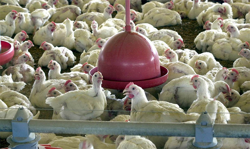 MinistÃ©rio da Agricultura suspende feiras de aves para evitar gripe aviÃ¡ria no Brasil