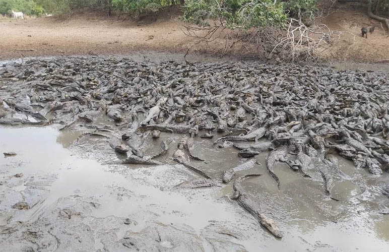 Seca transforma aÃ§ude em lamaÃ§al com milhares de jacarÃ©s no Pantanal: vÃ­deo