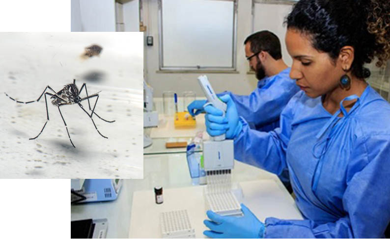 Mosquitos Aedes com bactÃ©ria contra dengue serÃ£o soltos em Campo Grande