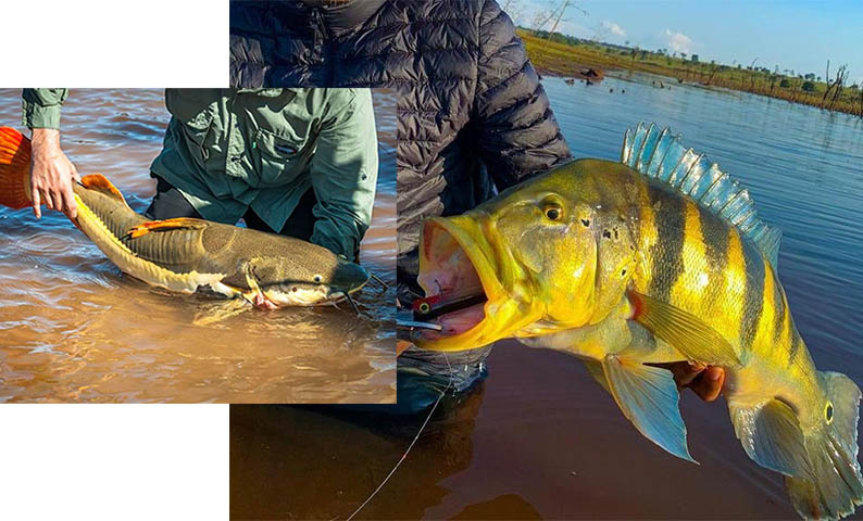 Pesca de peixes invasores no Pantanal estÃ¡ liberada atÃ© 5 de novembro, avisa Ibama-MS