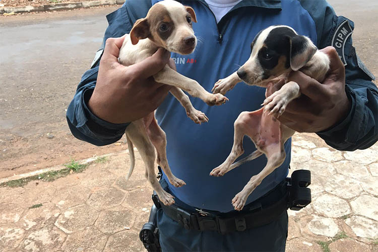 PM resgata seis cachorros abandonados e jovem Ã© multado em R$ 6 mil, em MS