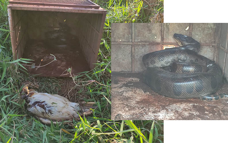 PMA solta sucuri de 2,5 metros capturada por idoso ao comer aves em sÃ­tio de Dourados