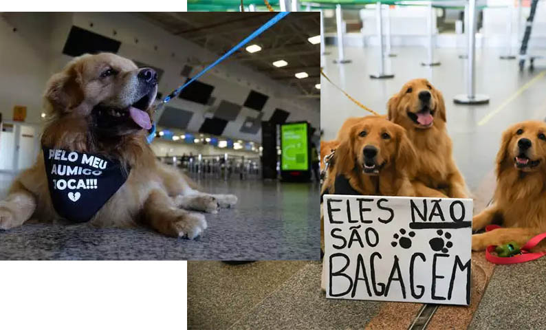 Donos de pets protestam contra morte de Joca em aeroportos de Campo Grande, SP, DF e MG