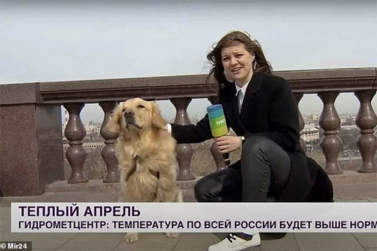 Cachorro rouba microfone de repÃ³rter durante transmissÃ£o ao vivo: vÃ­deo