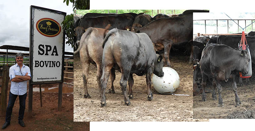 Jornalista de MS relata como funciona um 'SPA' para bovinos no interior de SP