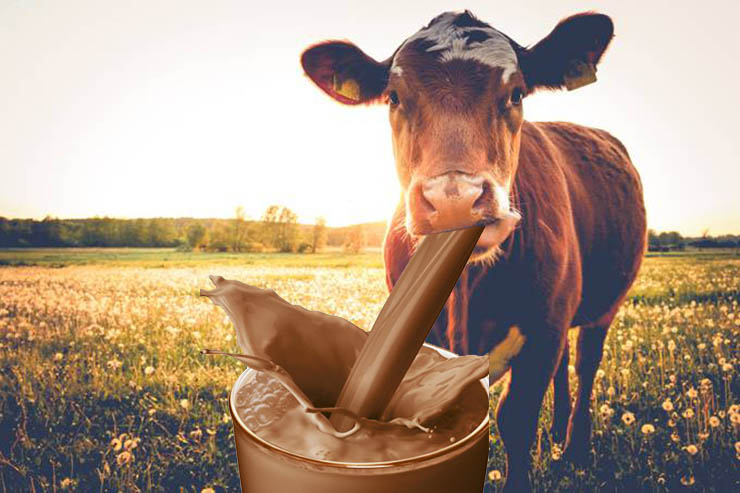 Para 16,4 milhÃµes de adultos nos EUA, achocolatado vem de vacas marrons